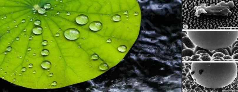 澳達荷葉疏水劑 澳達荷葉疏水劑